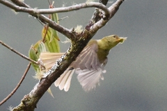Tyrannidae