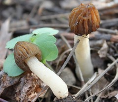 Morchella punctipes