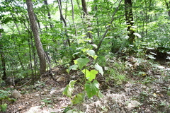 Parasenecio praetermissus