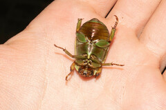 Pelidnota prasina
