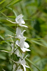 Delphinium ajacis