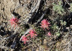 Castilleja angustifolia