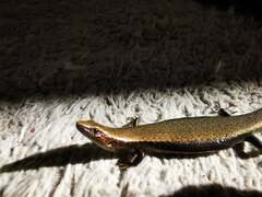 Caledoniscincus atropunctatus