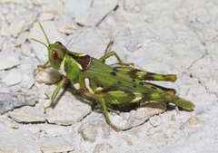 Bootettix argentatus