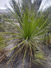 Dasylirion acrotrichum