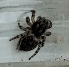 Maratus plumosus