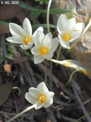 Crocus ochroleucus