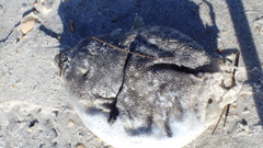 Sphoeroides maculatus