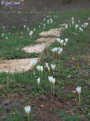 Crocus ochroleucus