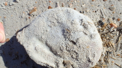 Sphoeroides maculatus