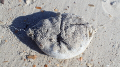 Sphoeroides maculatus