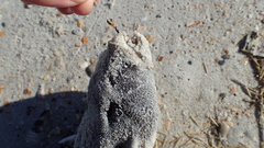 Sphoeroides maculatus