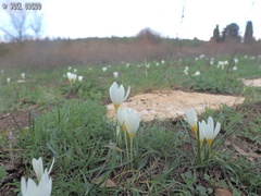 Crocus ochroleucus