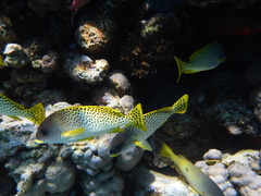 Plectorhinchus gaterinus