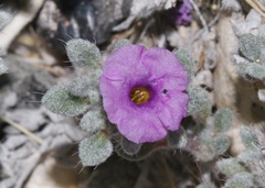 Tiquilia mexicana