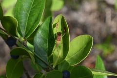Chondrocera laticornis