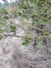 Dermatophyllum secundiflorum
