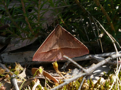 Epidesmia chilonaria