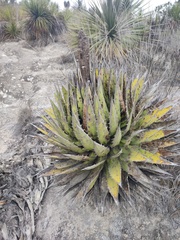 Agave horrida perotensis