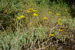 Petrosedum orientale