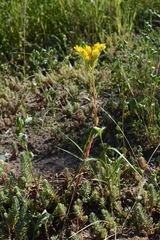 Petrosedum orientale