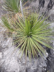 Dasylirion acrotrichum