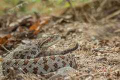 Crotalus stejnegeri