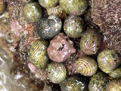 Nerita plicata