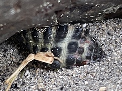 Tenguella marginalba