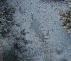 Parapercis hexophtalma