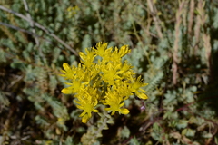 Petrosedum orientale