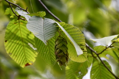 Carpinus cordata