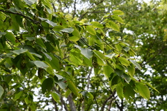Carpinus cordata