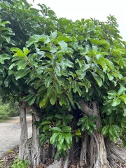 Ficus benghalensis