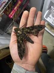 Cocytius antaeus