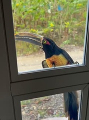 Pteroglossus torquatus