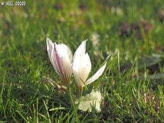 Crocus aleppicus