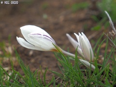 Crocus aleppicus