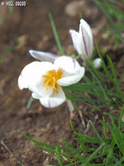 Crocus aleppicus