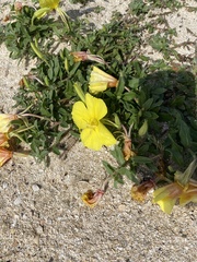 Oenothera laciniata