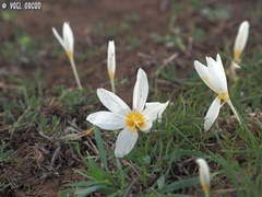 Crocus ochroleucus