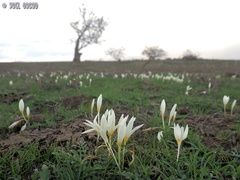 Crocus ochroleucus