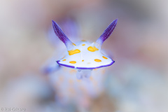 Hypselodoris pulchella