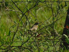 Schoeniophylax phryganophilus