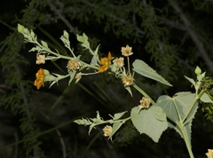 Abutilon malacum