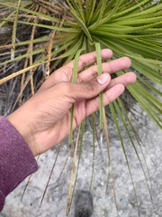 Dasylirion acrotrichum