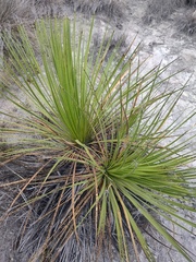 Dasylirion acrotrichum