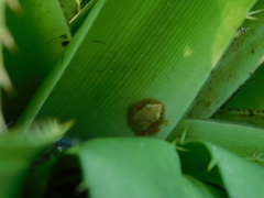 Dendropsophus nanus