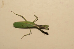 Parastagmatoptera