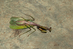 Parastagmatoptera